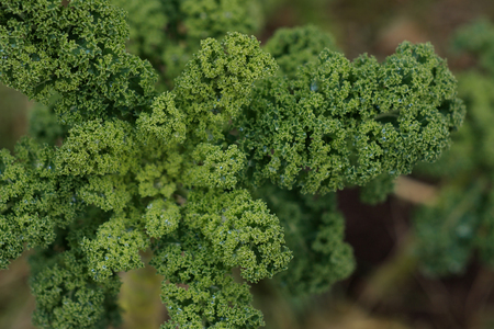 Fresh green kaleの写真素材