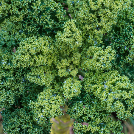 Fresh green kaleの写真素材