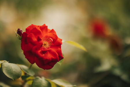 Red dog Roseの写真素材