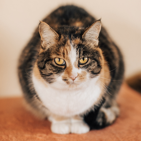 Closeup Portrait of a courius catの写真素材