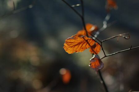 Abstract blur and soft autumn leave
