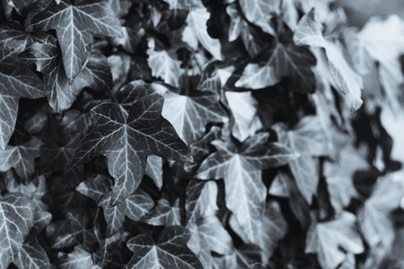 leaves of ivy covering the wallの写真素材