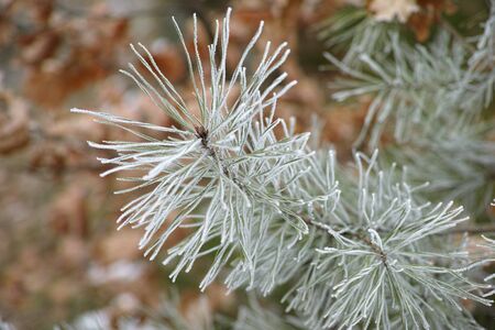 Close-up macro of pine tree branch needles with pine cones covered with hoarfrost. Soft focused blurred background. Icy cold winter day. Snow in background. Bokeh effect in background. Winter themedの写真素材