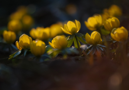 yellow winterling blossomsの写真素材