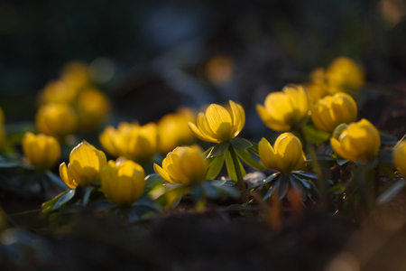 yellow winterling blossoms in evening sunの写真素材