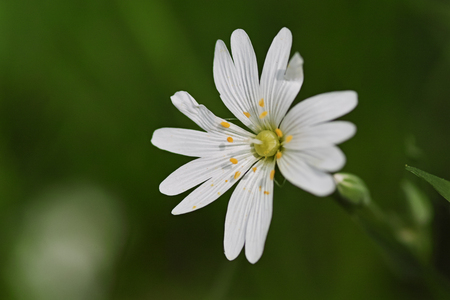 Wild flowers - Chickweedの写真素材