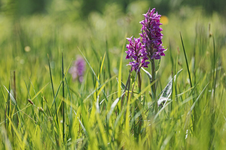 Dactylorhiza majalis (western marsh orchid, broad-leaved marsh orchid, fan orchid, common marsh orchid )の写真素材