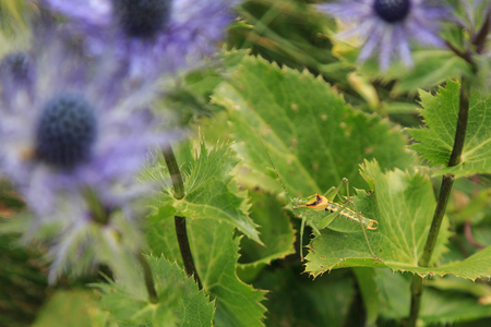 Sea Holly - Eryngium - flowers in velebit croatia