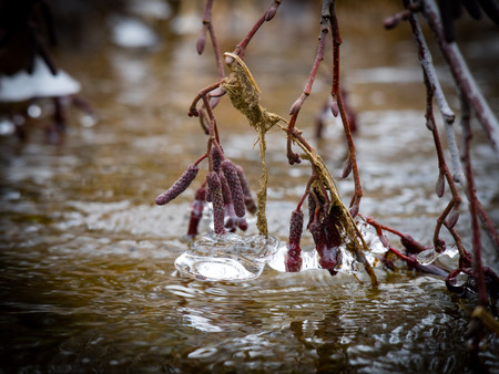 Spring landscape with willow branchesの写真素材