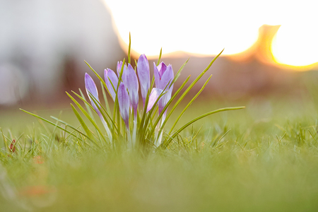 Dark purple crocus in the evening lightの写真素材