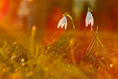 Wild snowdrops caught in the evening sun and backlit by the light.の写真素材