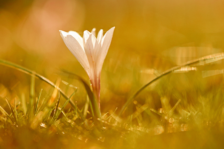 White crocuses on a sunny background, horizontalの写真素材