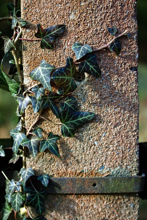 A wall of common ivy. Usable as a background or texture. Also known as european ivy, english ivy or ivy.の写真素材