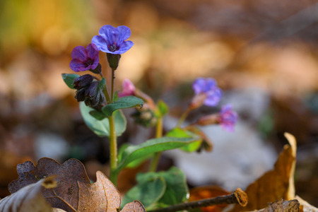 Pink and blue flowers Unspotted lungwort or Suffolk lungwort (Pulmonaria obskura) in the early springの写真素材