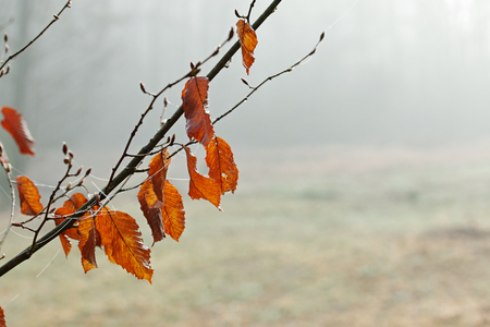 Detail of forest in fog in winter with some orange leaved branchesの写真素材
