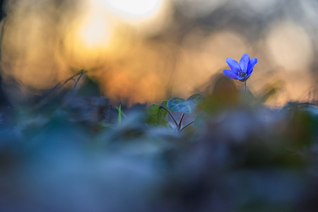 Hepatica flower in the natural environment during sunsetの写真素材