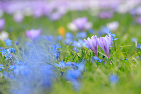 Crocus flowers in meadow.の写真素材