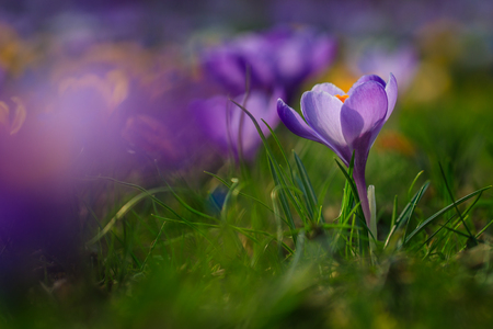 Crocus flowers in meadow.の写真素材