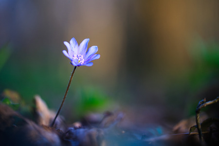Hepatica flower in the natural environment during sunsetの写真素材