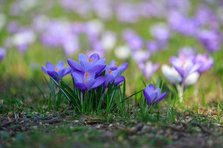 Crocus flowers in meadow springtime.の写真素材