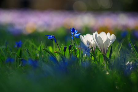 Crocus flowers in meadow springtime.の写真素材
