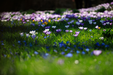 Crocus flowers in meadow springtime.の写真素材