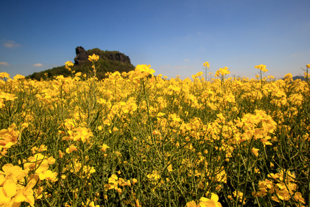 Rapeseed field in Saxon Switzerland with Lilienstein rock formationの写真素材