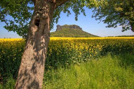 Rapeseed field in Saxon Switzerland with Lilienstein rock formationの写真素材