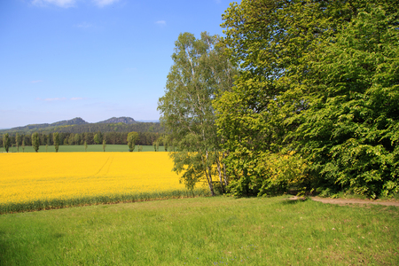 rapefield in swiss saxony germanyの写真素材