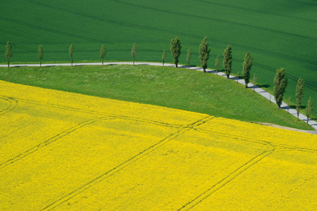 Aerial view of rape field in germany saxonyの写真素材