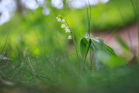 Lily of the valley flower in spring gardenの写真素材