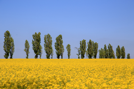 Spring landscape with field of rapeseed and poplar treesの写真素材