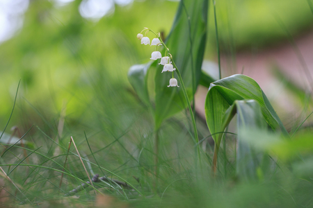 Lily of the valley flower in spring gardenの写真素材