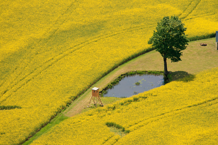 Aerial view of rape field in germany saxonyの写真素材