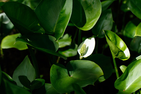 Calla, dragon root also marsh callaの写真素材