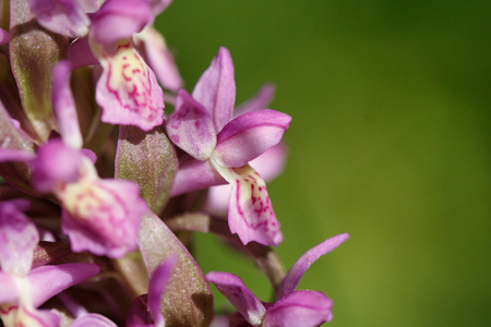 Close up of two terrestrial Eurasian orchidsの写真素材