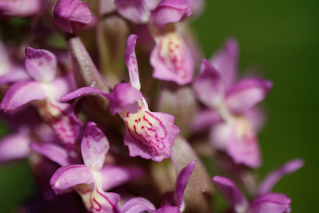 Close up of two terrestrial Eurasian orchidsの写真素材