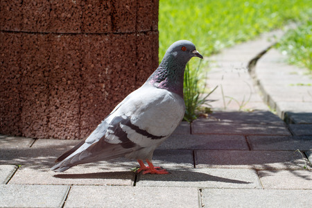 Pigeon in gardenの写真素材