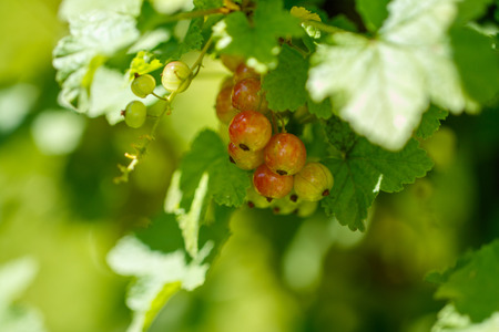 currants in the gardenの写真素材