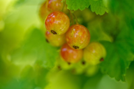 currants in the gardenの写真素材