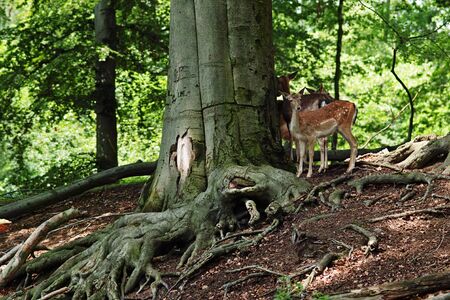 Red Stag in Dresden germanyの写真素材