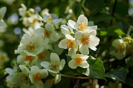 Blooming philadelphus coronarius flowers jasminの写真素材