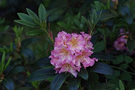 The name of these flowers is Rhododendron .These Rhododendrons name is Regent.Scientific name is Rhododendron subgenus Hymenanthes.の写真素材
