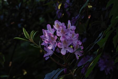 The name of these flowers is Rhododendron .These Rhododendrons name is Regent.Scientific name is Rhododendron subgenus Hymenanthes.の写真素材