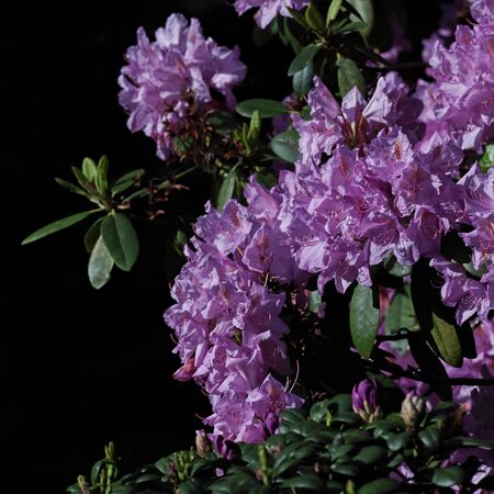 The name of these flowers is Rhododendron .These Rhododendrons name is Regent.Scientific name is Rhododendron subgenus Hymenanthes.の写真素材