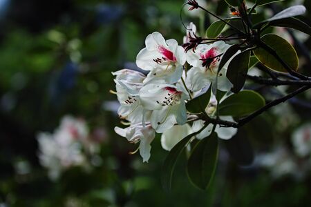 The name of these flowers is Rhododendron .These Rhododendrons name is Regent.Scientific name is Rhododendron subgenus Hymenanthes.の写真素材