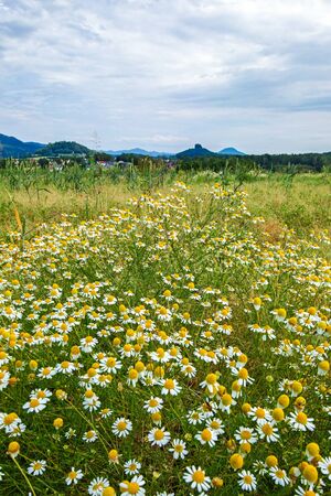 Gravel path between fields leading to Zirkelstein rock castle on background in Saxon Switzerlandの写真素材