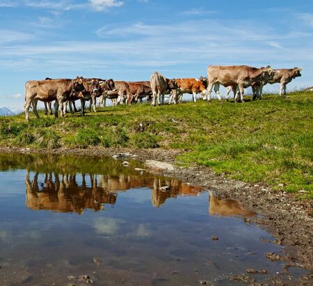Brown mountain cows grazing on an alpine pasture iの写真素材