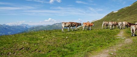 Brown mountain cows grazing on an alpine pasture iの写真素材