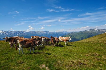 Brown mountain cows grazing on an alpine pasture near Koenigsleiten, Gerlos, Austriaの写真素材